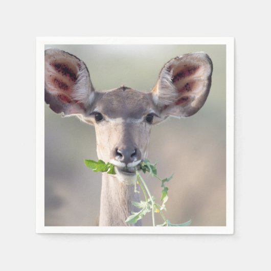 Kudu-Portrait Serviette (Vorderseite)