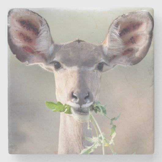 Kudu-Portrait Steinuntersetzer (Vorderseite)