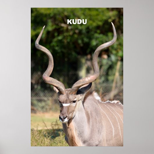 Kudu Poster (Vorne)