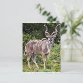 Kudu. Postkarte (Stehend Vorderseite)