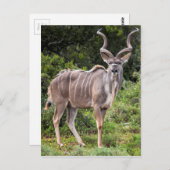 Kudu. Postkarte (Vorne/Hinten)