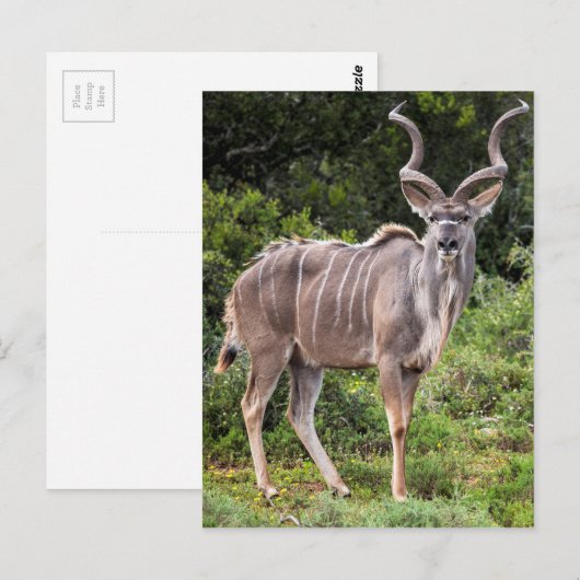 Kudu. Postkarte (Vorne/Hinten)