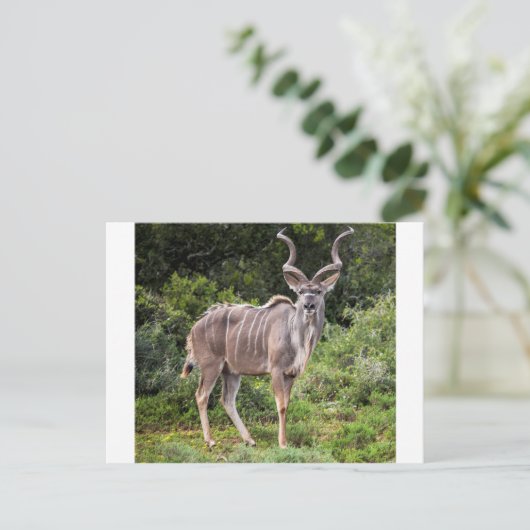 Kudu. Postkarte (Stehend Vorderseite)
