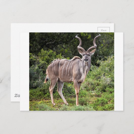 Kudu. Postkarte (Vorne/Hinten)
