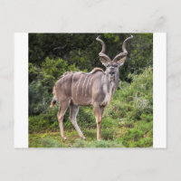 Kudu.
