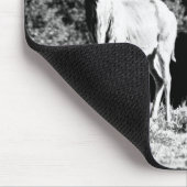 Kudu Stier und Kuh in Schwarzem u. im Weiß - Mousepad (Ecke)