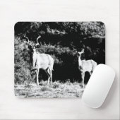 Kudu Stier und Kuh in Schwarzem u. im Weiß - Mousepad (Mit Mouse)
