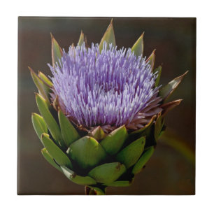 Kugel-Artischocke, Cynara Cardunculus, in der Fliese