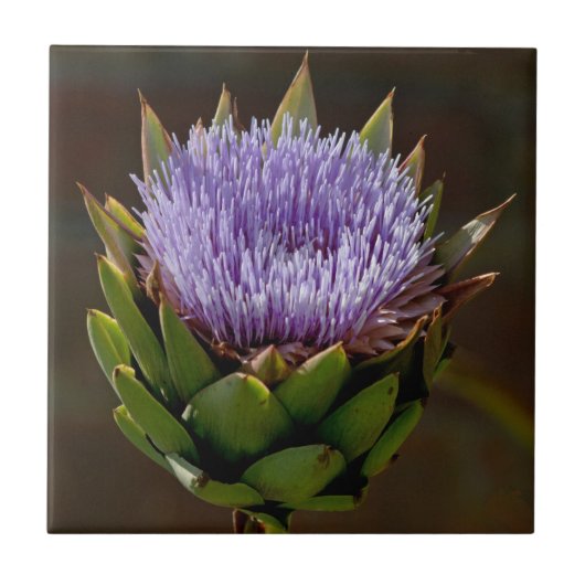 Kugel-Artischocke, Cynara Cardunculus, in der Fliese (Vorderseite)
