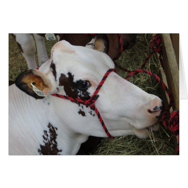 Kuh (Vorderseite (Horizontal))