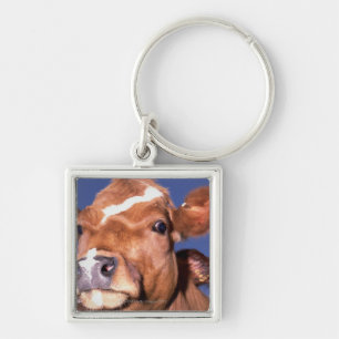 Kuh 2 schlüsselanhänger