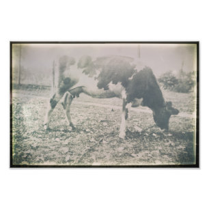Kuh Antiker Rinderzuchtbetrieb Tierweide Fotodruck