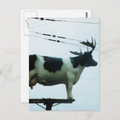 Kuh auf einem Telefonpol Postkarte (Vorne/Hinten)