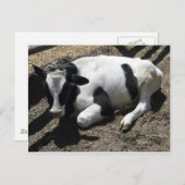 Kuh, Baby Postkarte (Vorne/Hinten)