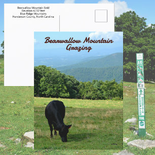 Kuh Bearwallow Mountain Blue Ridge Mountains NC Postkarte