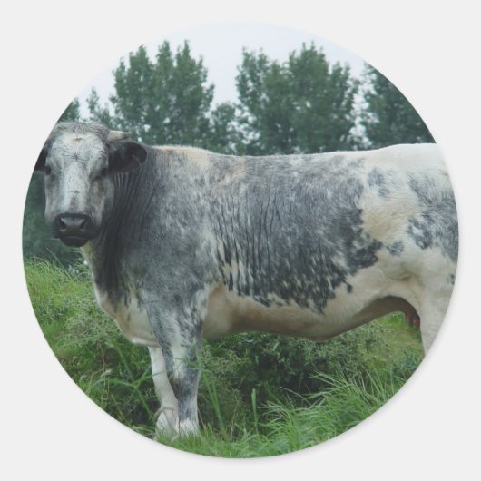 Kuh Belgischer Blauer Runder Aufkleber (Vorderseite)