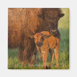 Kuh des amerikanischen Bisons und Kalb, North Magnet