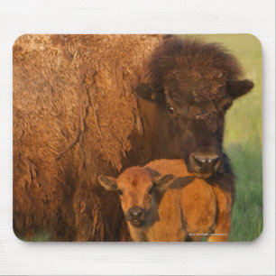 Kuh des amerikanischen Bisons und Kalb, North Mousepad