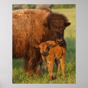 Kuh des amerikanischen Bisons und Kalb, North Poster
