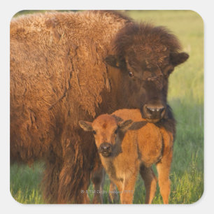 Kuh des amerikanischen Bisons und Kalb, North Quadratischer Aufkleber
