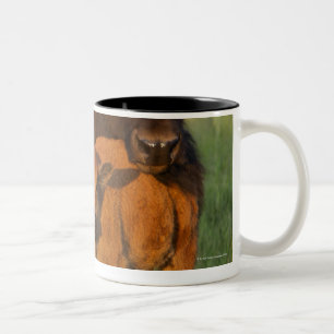 Kuh des amerikanischen Bisons und Kalb, North Zweifarbige Tasse