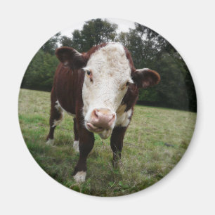 Kuh, die heraus Zunge haftet Magnet