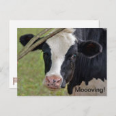 Kuh für die Ankündigung (Vorne/Hinten)