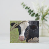 Kuh für die Ankündigung (Stehend Vorderseite)