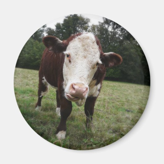 Kuh hält die Zunge heraus Magnet (Vorne)