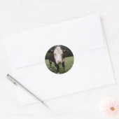 Kuh hält die Zunge heraus Runder Aufkleber (Umschlag)