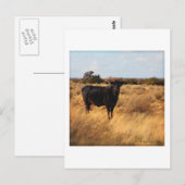 Kuh im Bereich Postkarte (Vorne/Hinten)