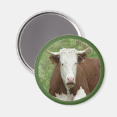 Kuh im Gras Cameo Magnet (Vorderseite/Rückseite)