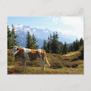 Kuh in den österreichischen Alpen Postkarte