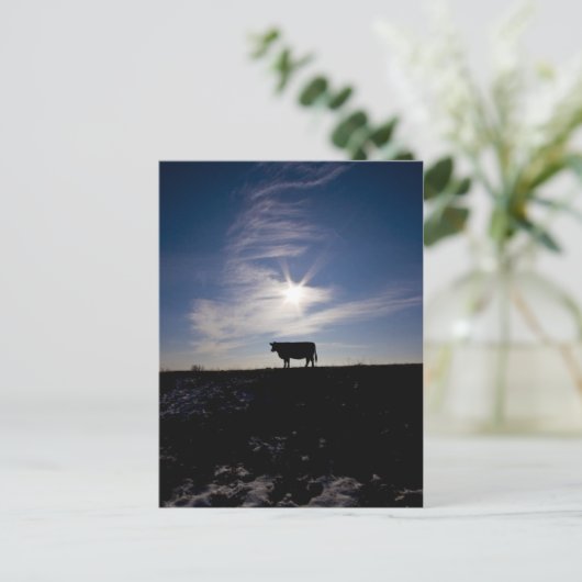 Kuh in der Sonne Postkarte (Stehend Vorderseite)