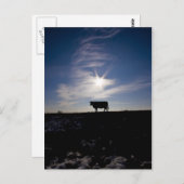 Kuh in der Sonne Postkarte (Vorne/Hinten)