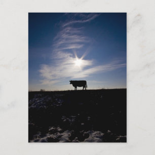 Kuh in der Sonne Postkarte
