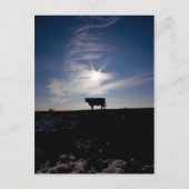 Kuh in der Sonne Postkarte (Vorderseite)