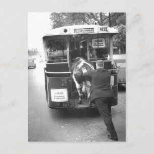 Kuh in der Straßenbahn Postkarte