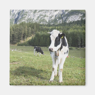 Kuh in einer Wiese, Fie Allo Sciliar, Alt die Magnet