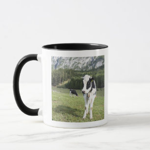 Kuh in einer Wiese, Fie Allo Sciliar, Alt die Tasse