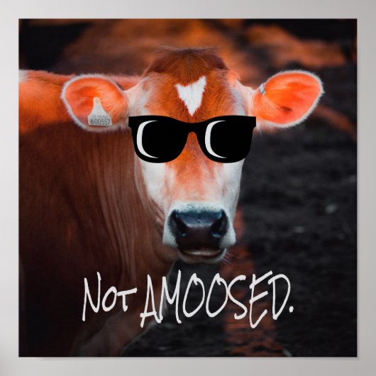 Kuh in Sonnenbrille nicht a MOOsed Niedlich Funny Poster (Vorne)