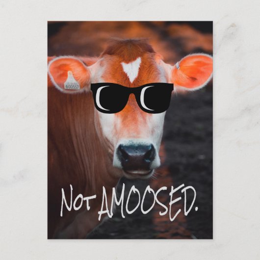 Kuh in Sonnenbrille nicht a MOOsed Niedlich Funny Postkarte (Vorderseite)