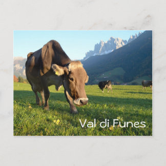 Kuh in Val di Funes (Dolomiten) Text Postkarte