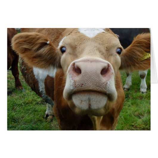 Kuh-Liebekarte (Vorderseite (Horizontal))