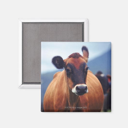 Kuh Magnet (Vorderseite/Rückseite)