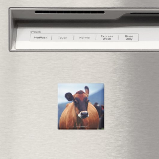 Kuh Magnet (In Situ (Geschirrspüler))