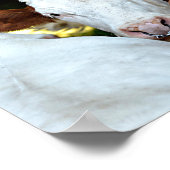 Kuh mit einem Ring in den Nasenlöchern Poster (Ecke)