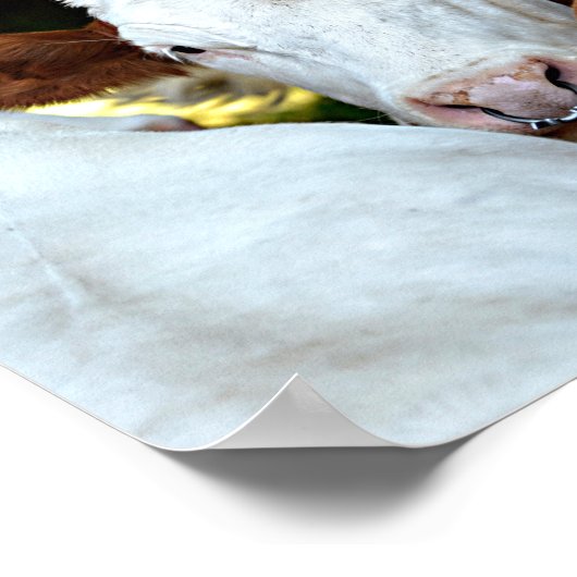 Kuh mit einem Ring in den Nasenlöchern Poster (Ecke)