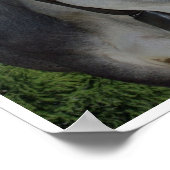 Kuh mit Glocke in den Bergen Poster (Ecke)