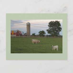 Kuh mit Kalb Bauernhof Postkarte